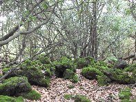 rruggeri-Quercus ilex 201011121 064